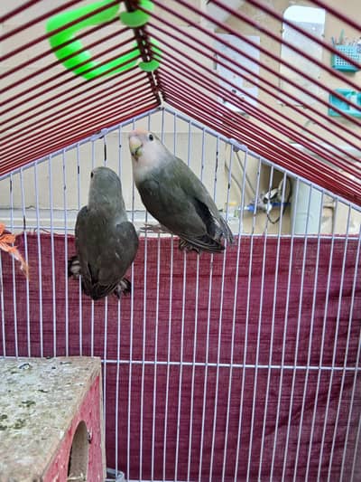 Breeder pair