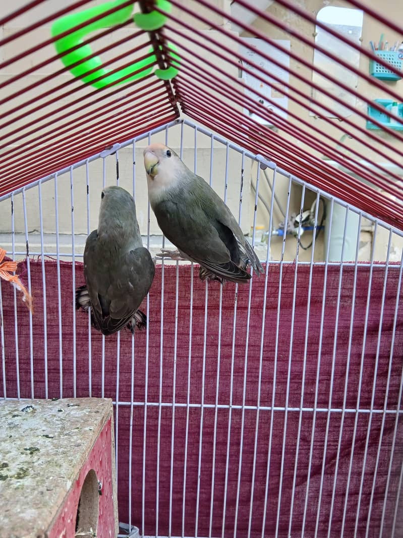 Breeder pair 0