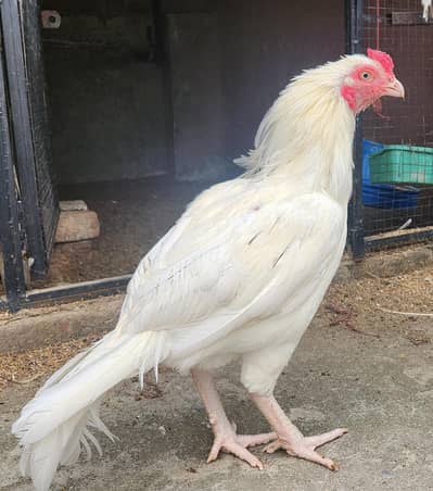 Heera Patha for sale