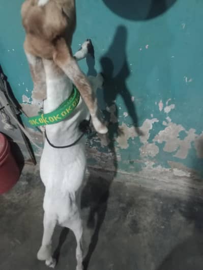 goat baby for sale