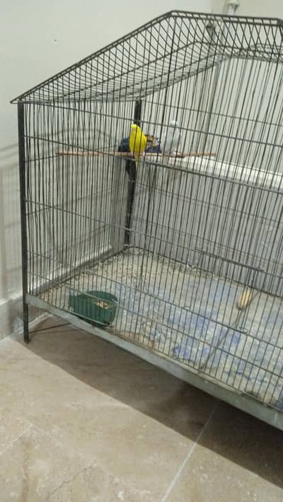 bajri parrot pinjray k Sath hai . pinjray ka size almost 3x4ft hai