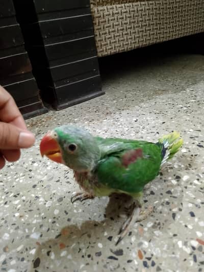 Kashmiri parrot