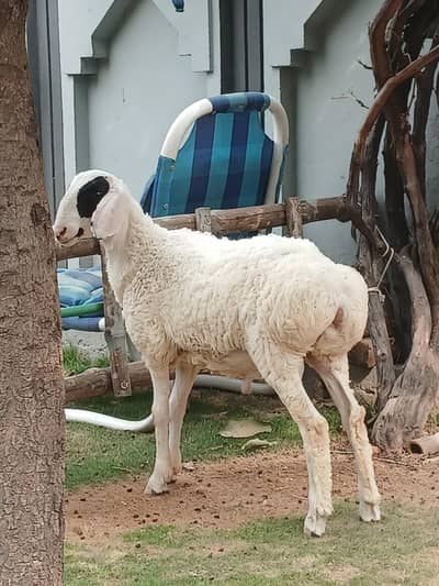khoobsurat male dumba for 2027 qurbani  for sale