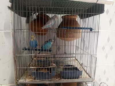 A medium size cage with 10 birds.