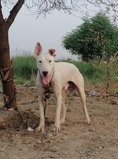 pure kohati gultair male