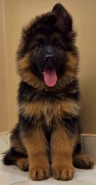 German shepherd puppies for sale healthy 0326=65=49=136