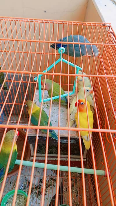 beautiful love birds