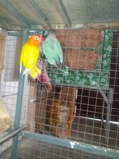 Love bird for sale