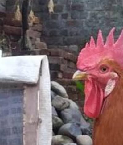 hens pair  . . . morgha murghiyan