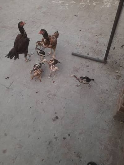 aseel hens with 9 chicks for sale contact +92 311 4085756