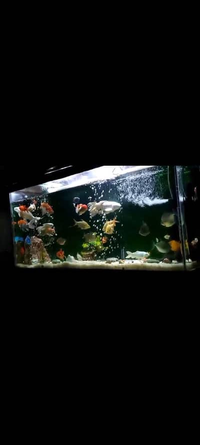 Fish aquarium