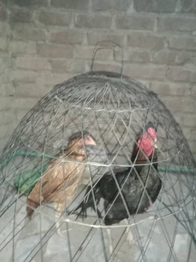 to murgi hai aseel