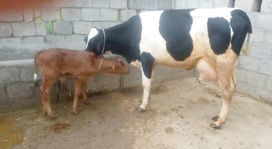 5 animal for sale in Talagang