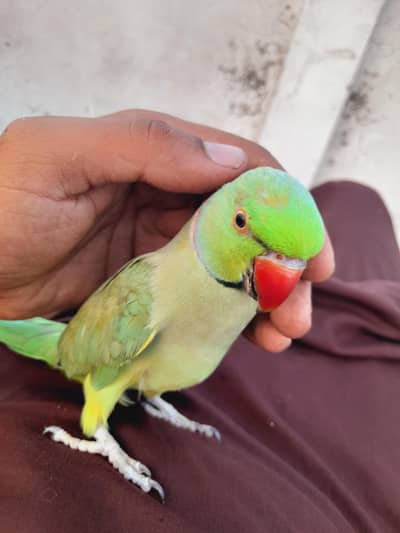 tota gani wala Hath pr bhi ata
