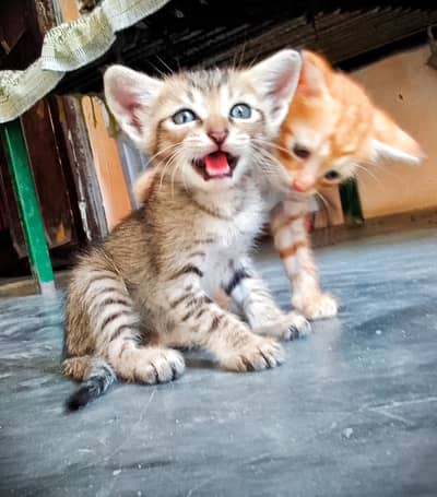Persian kittens 30 Days
