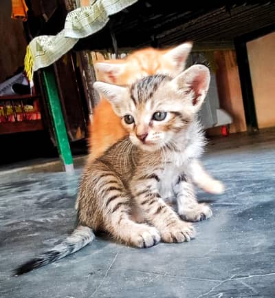 Persian kittens 30 Days