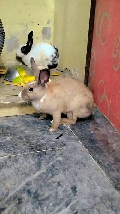 adult desi rabbits pair ready for breeding