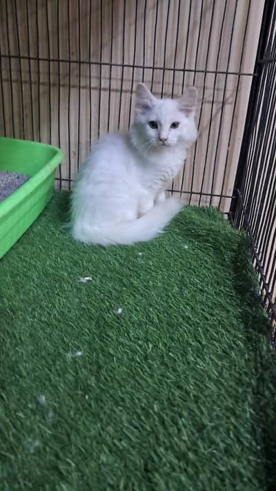 Persian cat and kitten