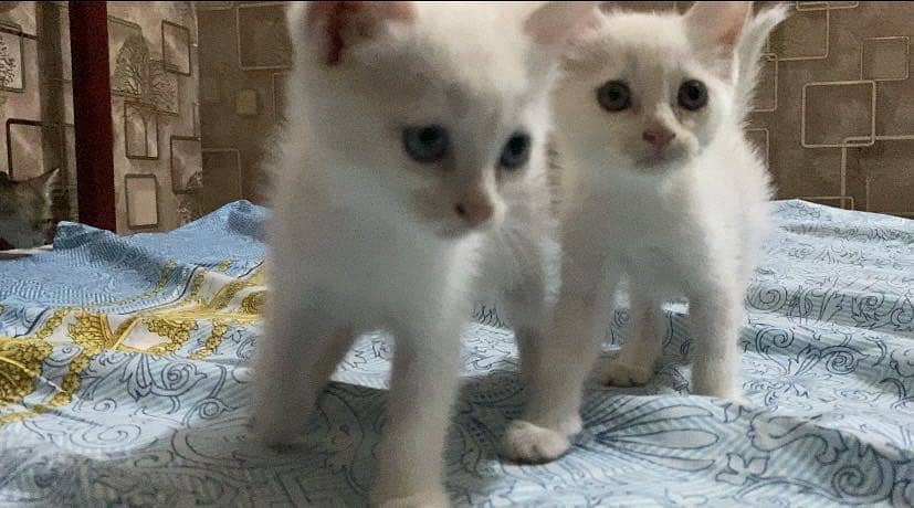 Babys 1