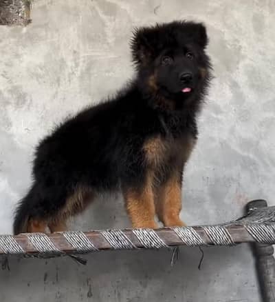 German shepherd puppies for sale healthy 0326=65=49=136