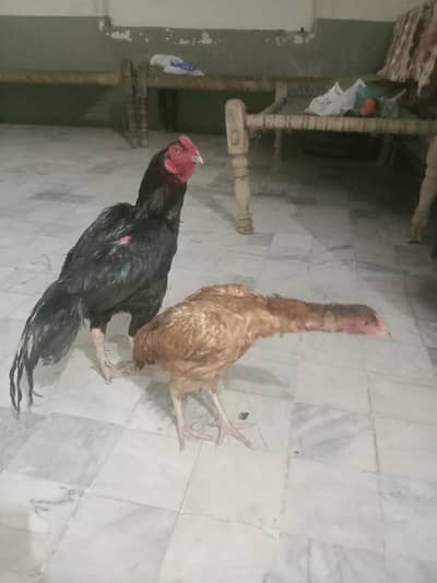 asel murga for sale Whatsapp par rabta kari