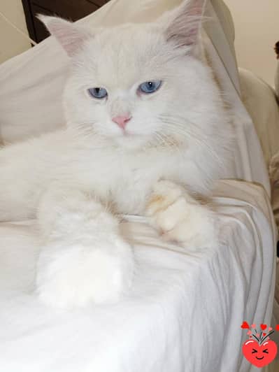 Urgent persian cat for sale with blue eyes