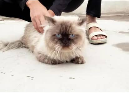 Himalayan persian cat