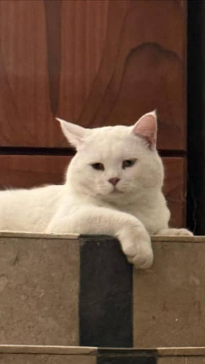 Male cat for sale