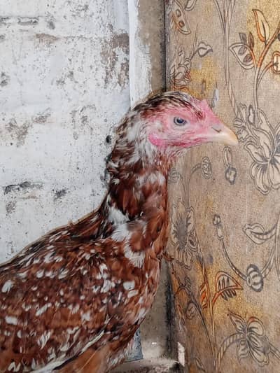 Old bloodline mianwali aseel Madi for sale