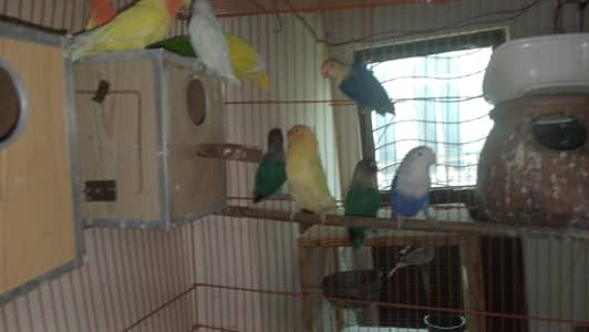 Love Birds with cage