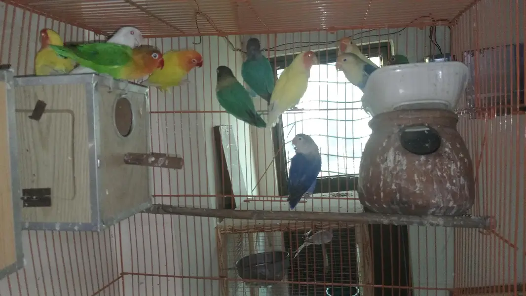 Love Birds with cage — photo 2