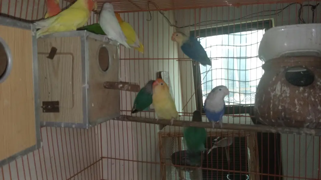 Love Birds with cage — photo 3