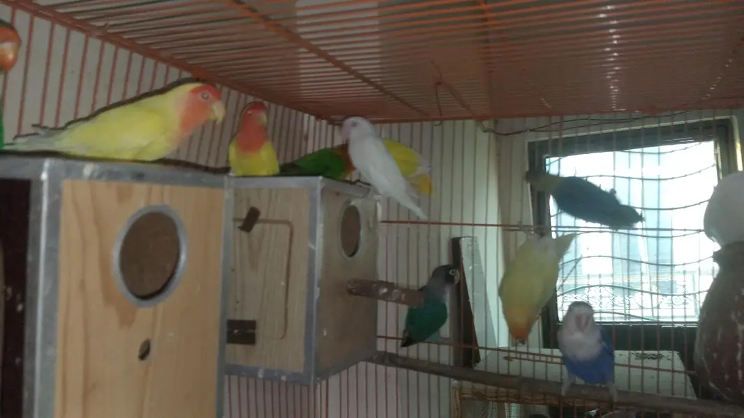 Love Birds with cage — photo 4