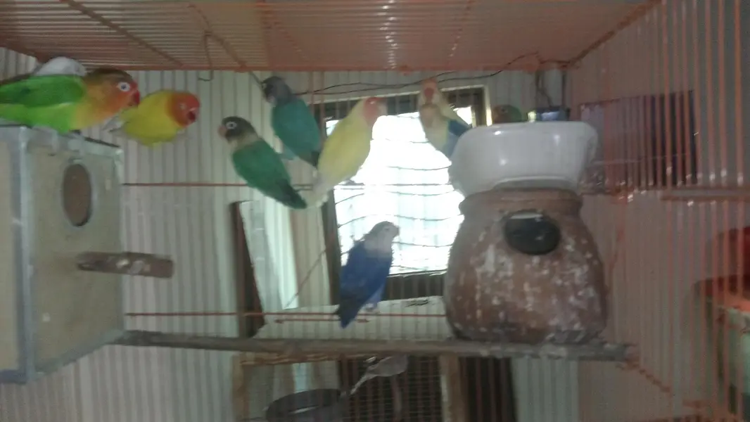 Love Birds with cage — photo 5