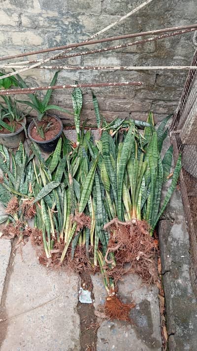 Live Snake plants for sale low price