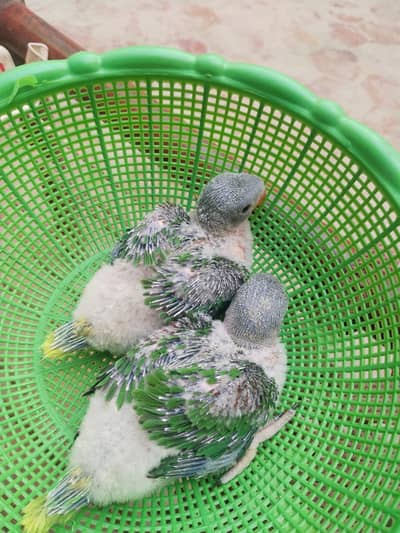 Raw Pahari chicks