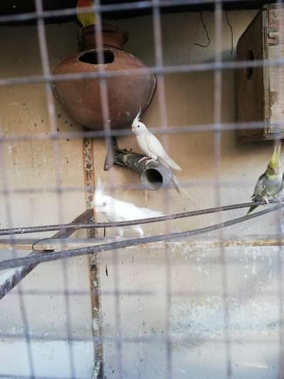 coman white , Albion red eye , Gray