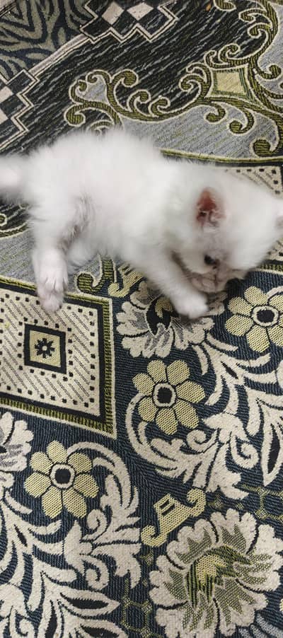 persian kitten