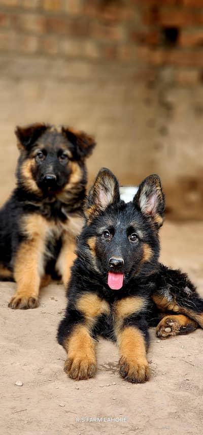 Top Notch Quality Long coat German shepherd puppies