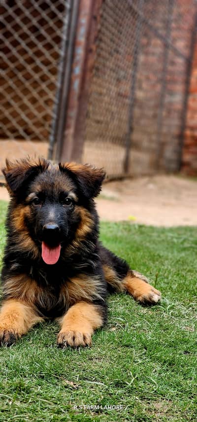 Top Notch Quality Long coat German shepherd puppies