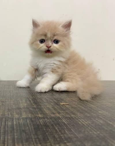 Beautiful Healthy And active Kittens home raised