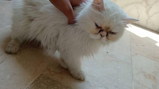 2 punch face triple coat adult females