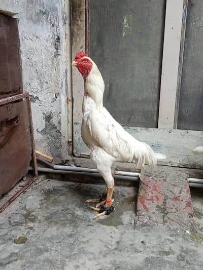 pure japanese white shamo pair age 1 year active and healthy