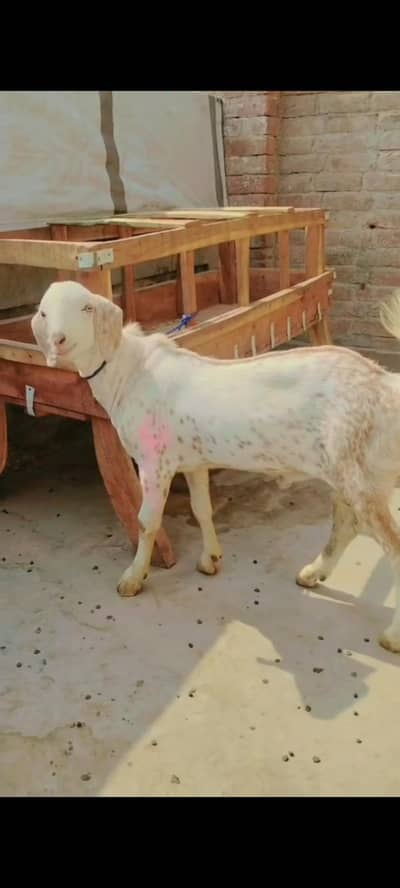 Makhi Chena Bakra