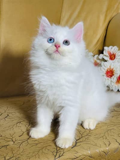 odd eyes female kitten