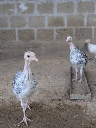 Turkey chicks