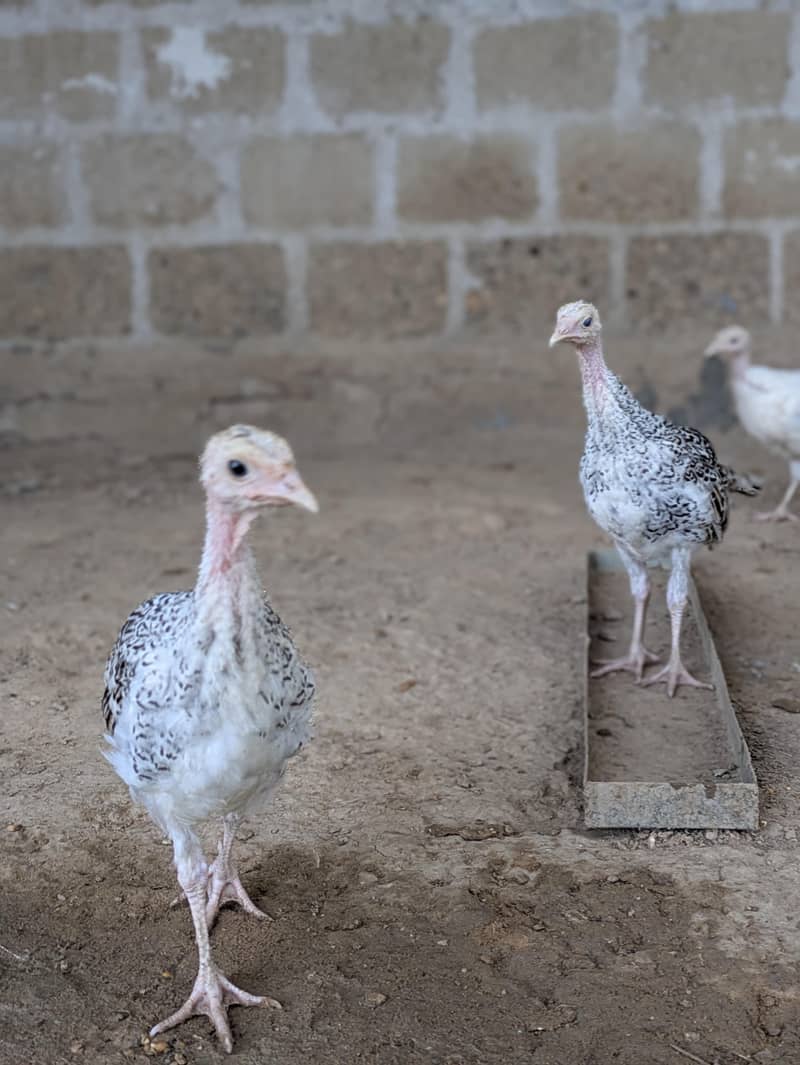 Turkey chicks 0