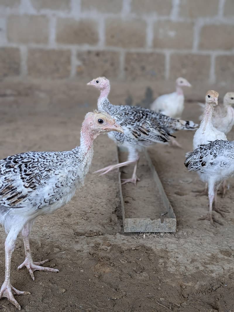 Turkey chicks 7