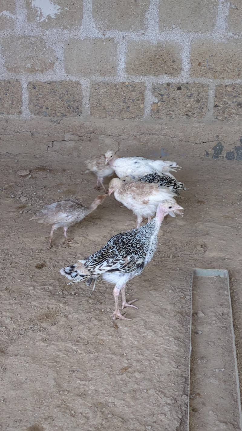 Turkey chicks 8