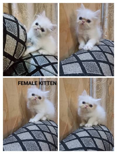 Peke/Persian kittens